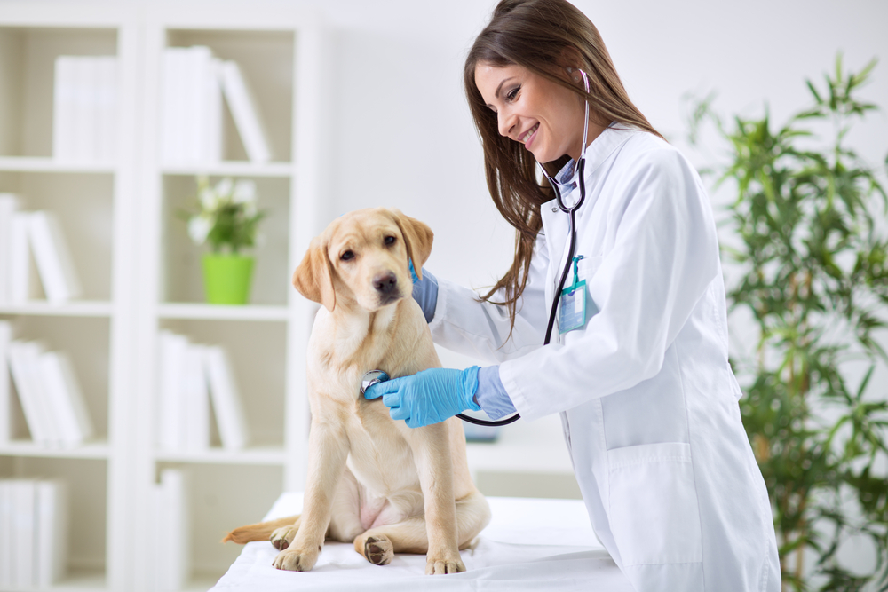 CORSO BASE PER MEDICI VETERINARI